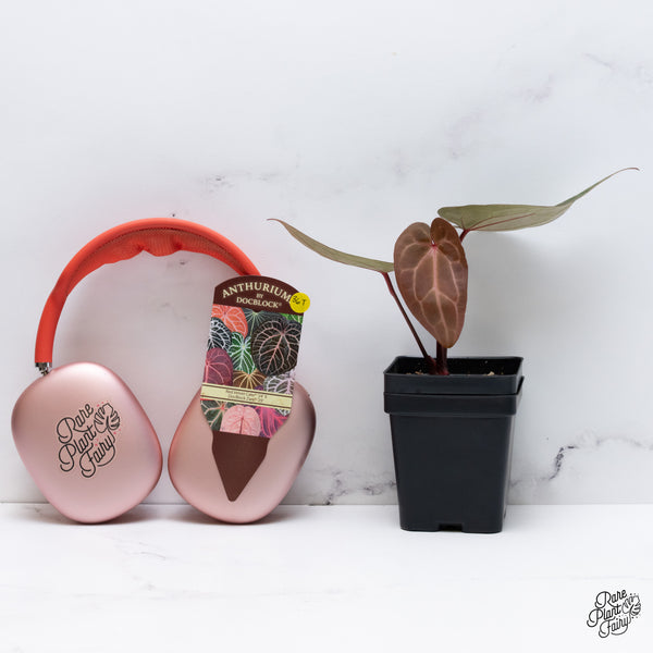 Anthurium Red Velvet Cake '24' x Zara '29' by DocBlock® (wk36-T)