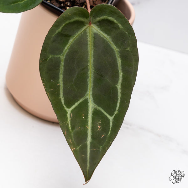 Anthurium Red Velvet Cake '24' x Zara '29' by DocBlock® (wk37-I) *Dark and Vibrant Emergent*