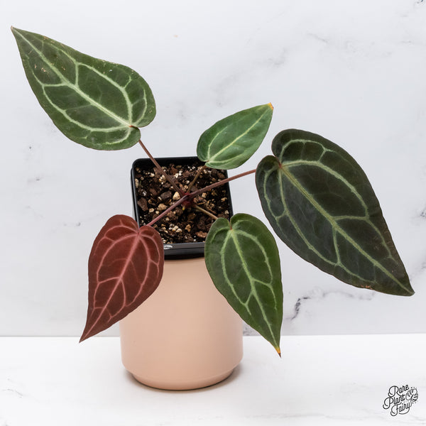 Anthurium Red Velvet Cake '24' x Zara '29' by DocBlock® (wk37-I) *Dark and Vibrant Emergent*