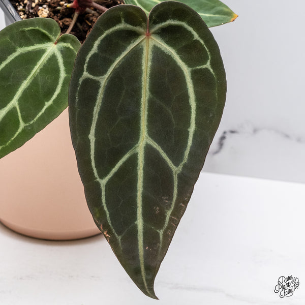 Anthurium Red Velvet Cake '24' x Zara '29' by DocBlock® (wk37-I) *Dark and Vibrant Emergent*