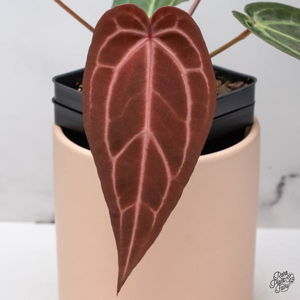 Anthurium Red Velvet Cake '24' x Zara '29' by DocBlock® (wk37-I) *Dark and Vibrant Emergent*