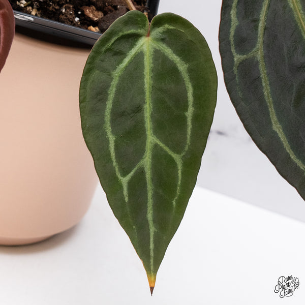 Anthurium Red Velvet Cake '24' x Zara '29' by DocBlock® (wk37-I) *Dark and Vibrant Emergent*