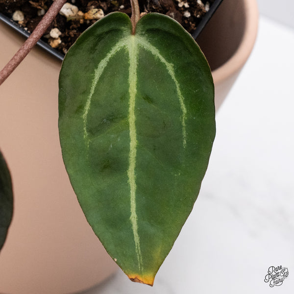 Anthurium Red Velvet Cake '24' x Zara '29' by DocBlock® (wk37-I) *Dark and Vibrant Emergent*