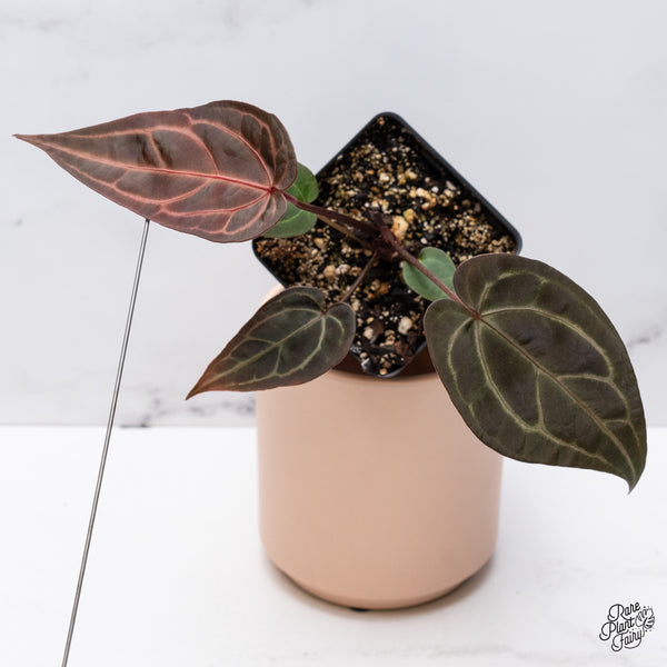 Anthurium Red Velvet Cake '24' x Zara '29' by DocBlock® (wk37-J) *Dark and Vibrant Emergent*