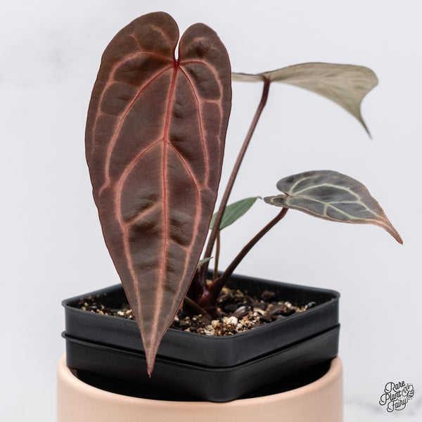 Anthurium Red Velvet Cake '24' x Zara '29' by DocBlock® (wk37-J) *Dark and Vibrant Emergent*