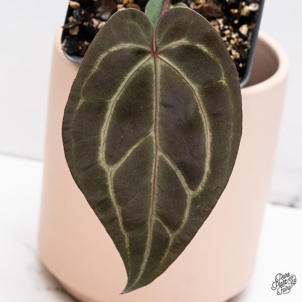 Anthurium Red Velvet Cake '24' x Zara '29' by DocBlock® (wk37-J) *Dark and Vibrant Emergent*