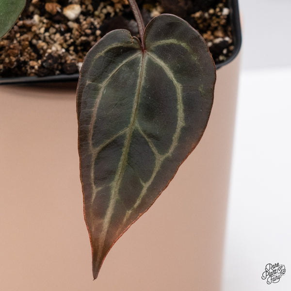 Anthurium Red Velvet Cake '24' x Zara '29' by DocBlock® (wk37-J) *Dark and Vibrant Emergent*