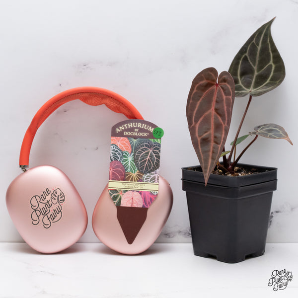 Anthurium Red Velvet Cake '24' x Zara '29' by DocBlock® (wk37-J) *Dark and Vibrant Emergent*