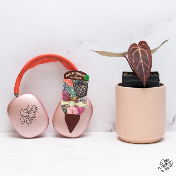 Anthurium Red Velvet Cake '24' x Zara '29' by DocBlock® (wk37-K) *Dark and Vibrant Emergent*