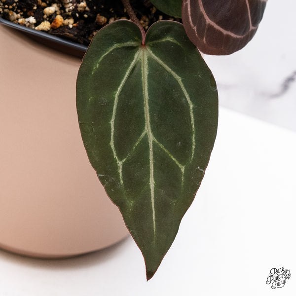 Anthurium Red Velvet Cake '24' x Zara '29' by DocBlock® (wk37-K) *Dark and Vibrant Emergent*