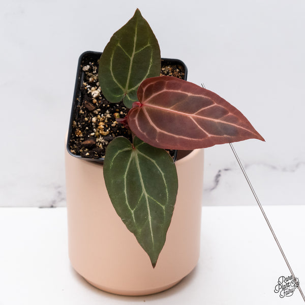 Anthurium Red Velvet Cake '24' x Zara '29' by DocBlock® (wk37-K) *Dark and Vibrant Emergent*