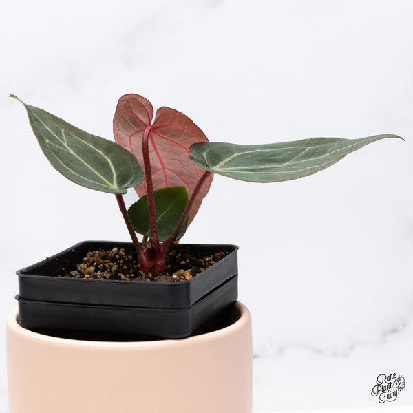 Anthurium Red Velvet Cake '24' x Zara '29' by DocBlock® (wk37-K) *Dark and Vibrant Emergent*