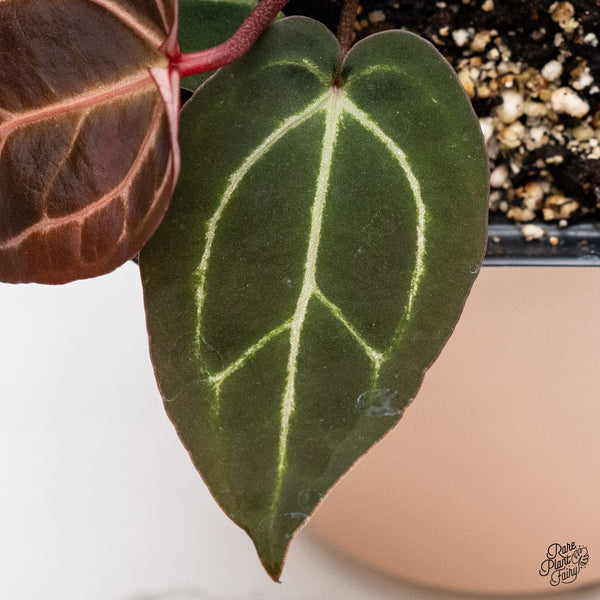 Anthurium Red Velvet Cake '24' x Zara '29' by DocBlock® (wk37-K) *Dark and Vibrant Emergent*