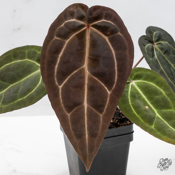 Anthurium Red Velvet Cake '24' x Zara '29' by DocBlock® (wk45-R)