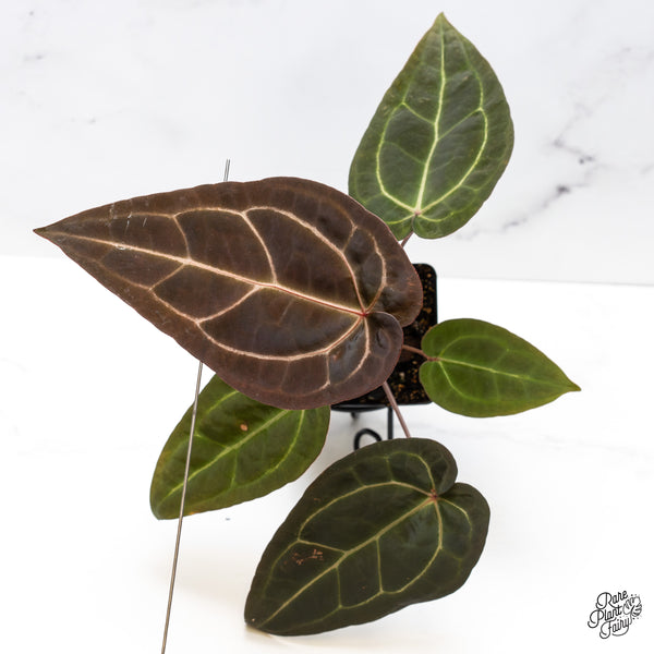 Anthurium Red Velvet Cake '24' x Zara '29' by DocBlock® (wk45-R)