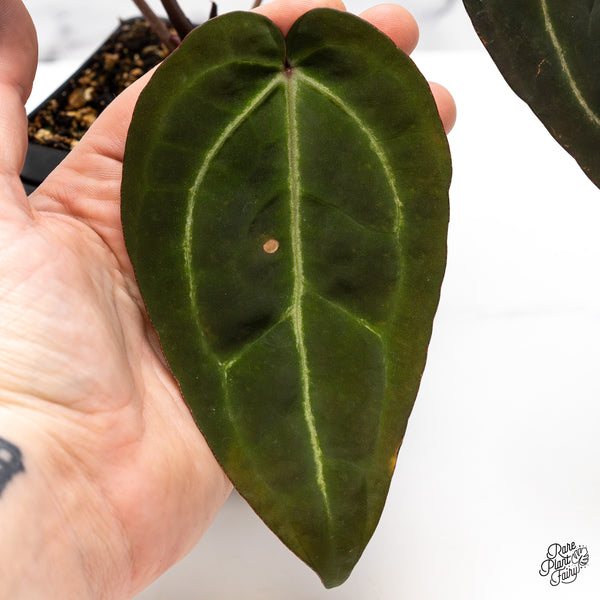 Anthurium Red Velvet Cake '24' x Zara '29' by DocBlock® (wk45-R)