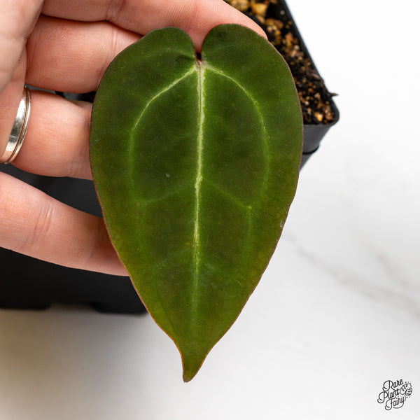 Anthurium Red Velvet Cake '24' x Zara '29' by DocBlock® (wk45-R)