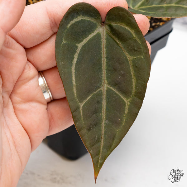 Anthurium Red Velvet Cake '24' x Zara '29' by DocBlock® (wk45-S)