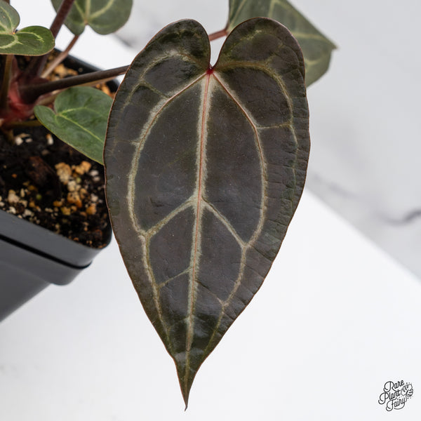 Anthurium Red Velvet Cake '24' x Zara '29' by DocBlock® (wk45-S)