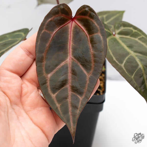 Anthurium Red Velvet Cake '24' x Zara '29' by DocBlock® (wk45-S)