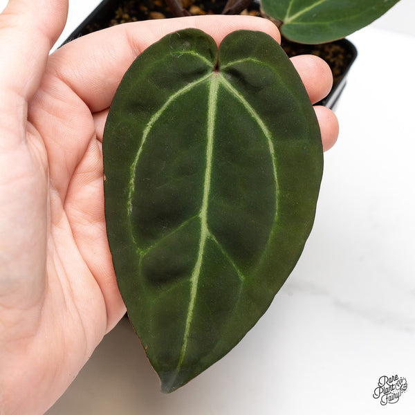 Anthurium Red Velvet Cake '24' x Zara '29' by DocBlock® (wk45-W) *Dark Emergent*