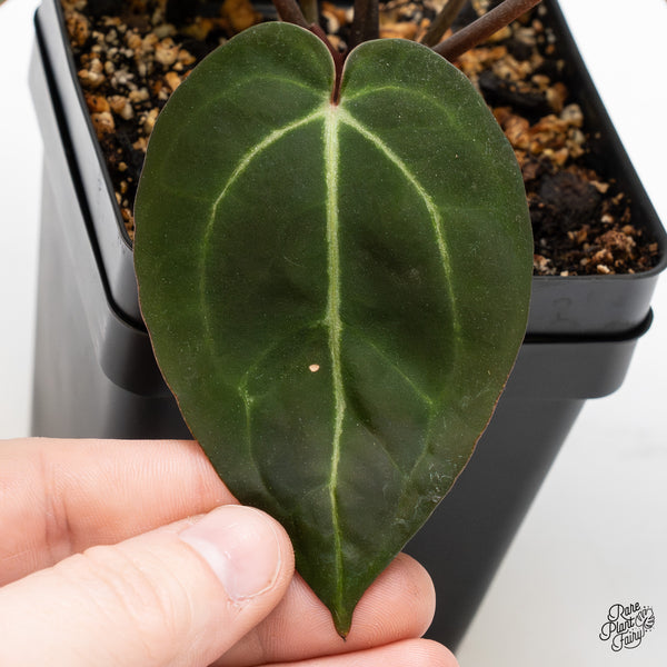 Anthurium Red Velvet Cake '24' x Zara '29' by DocBlock® (wk45-W) *Dark Emergent*