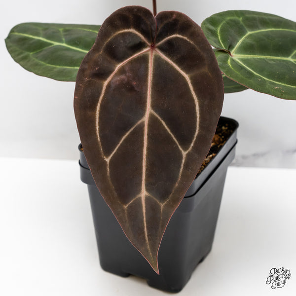 Anthurium Red Velvet Cake '24' x Zara '29' by DocBlock® (wk45-W) *Dark Emergent*