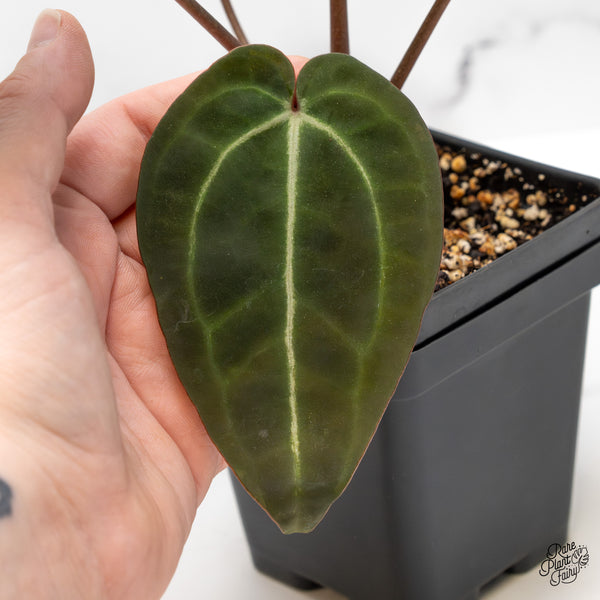 Anthurium Red Velvet Cake '24' x Zara '29' by DocBlock® (wk51-E)