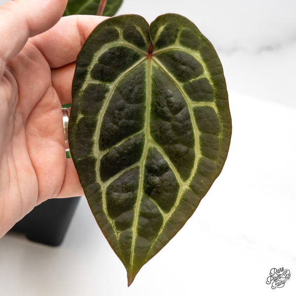 Anthurium Red Velvet Cake '24' x Zara '29' by DocBlock® (wk51-Z)