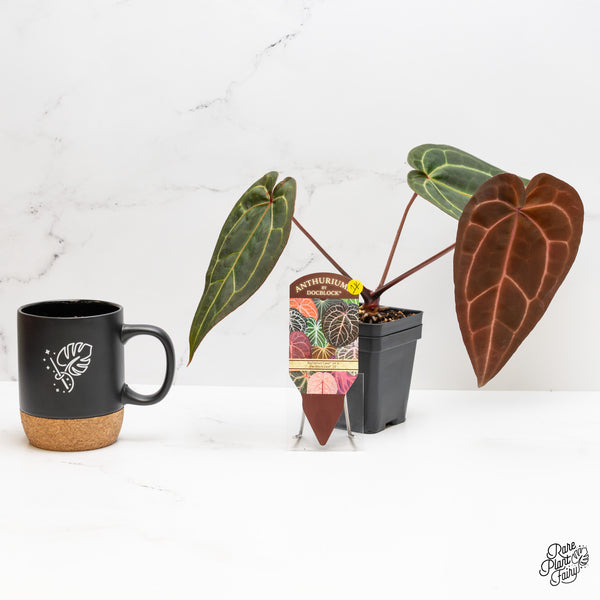 Anthurium Red Velvet Cake '24' x Zara '29' by DocBlock® (wk1-K)