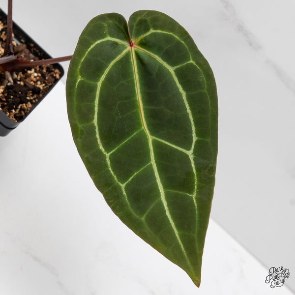 Anthurium Red Velvet Cake '24' x Zara '29' by DocBlock® (wk1-K)