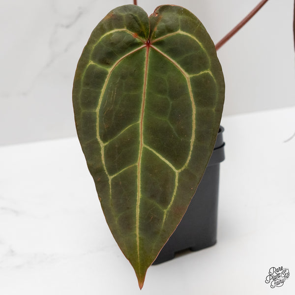 Anthurium Red Velvet Cake '24' x Zara '29' by DocBlock® (wk1-K)