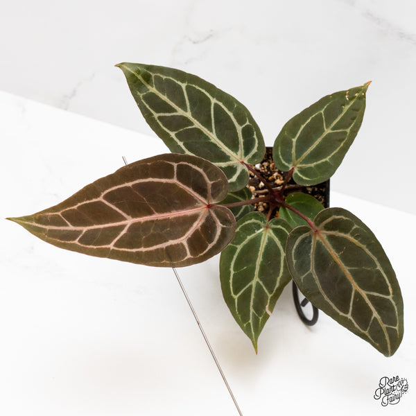 Anthurium Red Velvet Cake '24' x Zara '29' by DocBlock® (wk1-T)