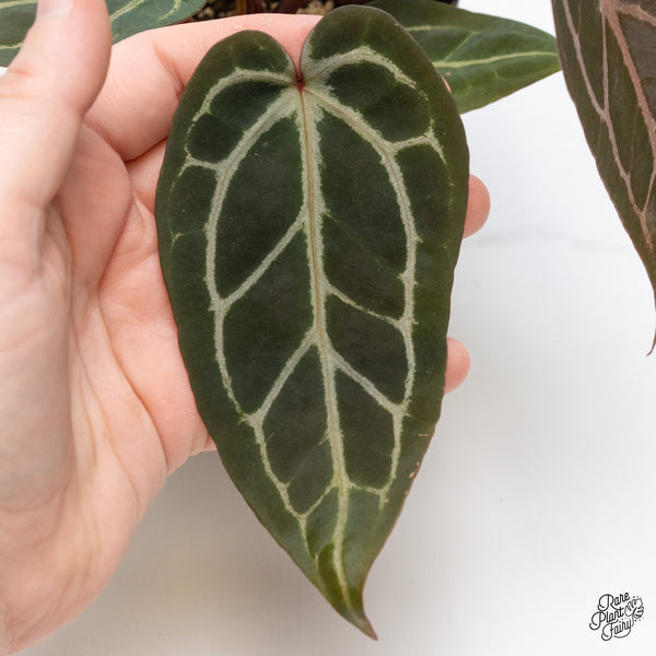 Anthurium Red Velvet Cake '24' x Zara '29' by DocBlock® (wk1-T)