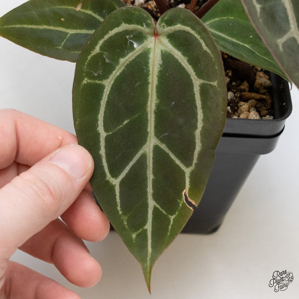 Anthurium Red Velvet Cake '24' x Zara '29' by DocBlock® (wk1-T)