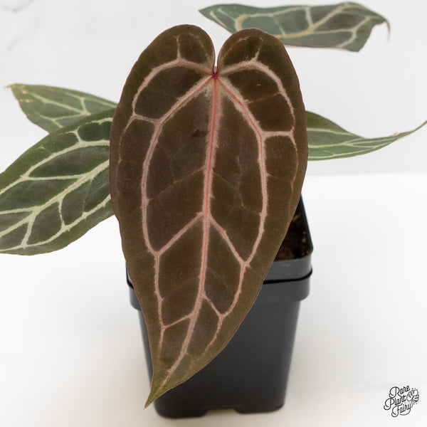 Anthurium Red Velvet Cake '24' x Zara '29' by DocBlock® (wk1-T)