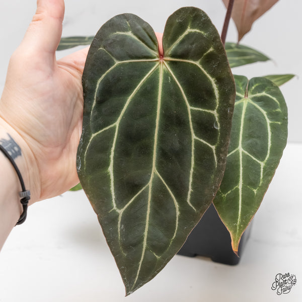 Anthurium Red Velvet Cake '24' x Zara '29' by DocBlock® (wk5-F)