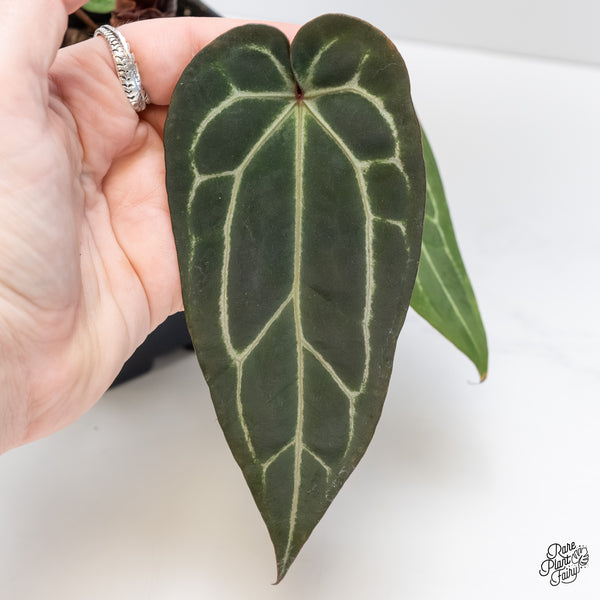 Anthurium Red Velvet Cake '24' x Zara '29' by DocBlock® (wk5-F)