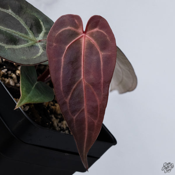 Anthurium Red Velvet Cake '24' x DocBlock Zara '29' by DocBlock® *Dark and Vibrant Emergent* (wk32-R)
