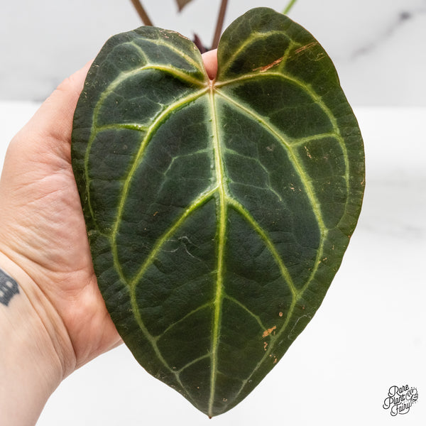 Anthurium Red Velvet Cake '24' x Home, Sweet Home '32' by DocBlock® (wk51-I)