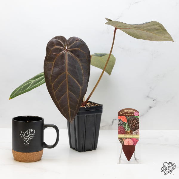Anthurium Red Velvet Cake '24' x Home, Sweet Home '32' by DocBlock® (wk51-I)
