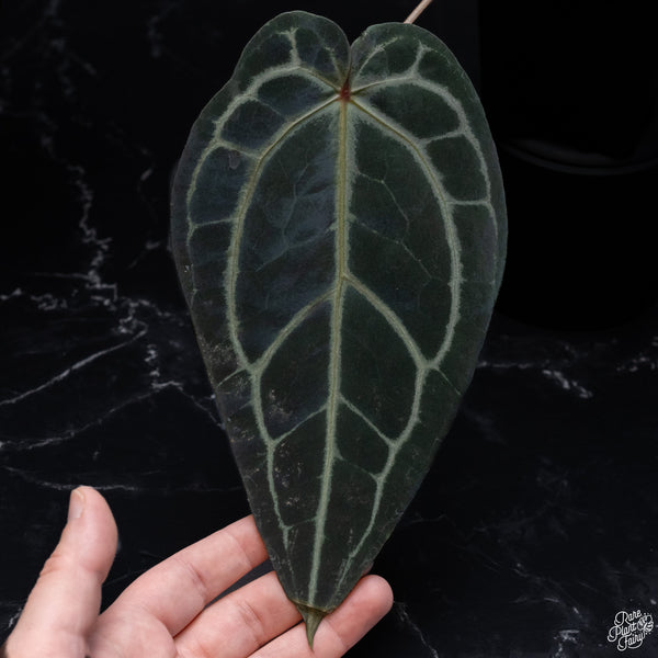 Anthurium Home, Sweet Home '32' x Red Velvet Cake '24' by DocBlock® *Very Dark* (wk32-G)