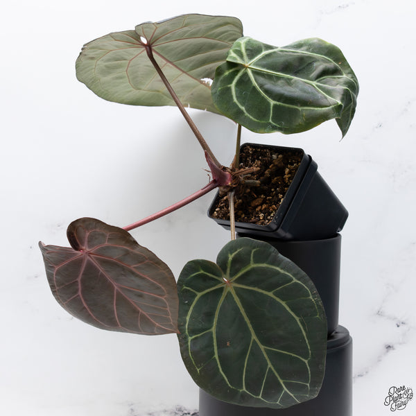 Anthurium Red Velvet Cake '24' x Home, Sweet Home '32' by DocBlock® *Very Dark* (wk32-S)