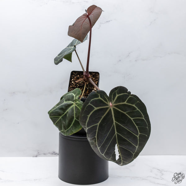 Anthurium Red Velvet Cake '24' x Home, Sweet Home '32' by DocBlock® *Very Dark* (wk32-S)