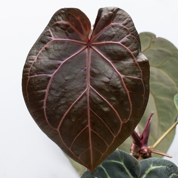 Anthurium Red Velvet Cake '24' x Home, Sweet Home '32' by DocBlock® *Very Dark* (wk32-S)