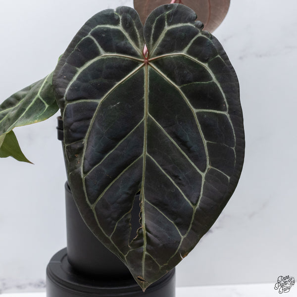 Anthurium Red Velvet Cake '24' x Home, Sweet Home '32' by DocBlock® *Very Dark* (wk32-S)