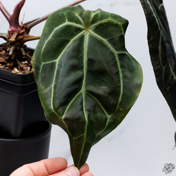Anthurium Red Velvet Cake '24' x Home, Sweet Home '32' by DocBlock® *Very Dark* (wk32-S)