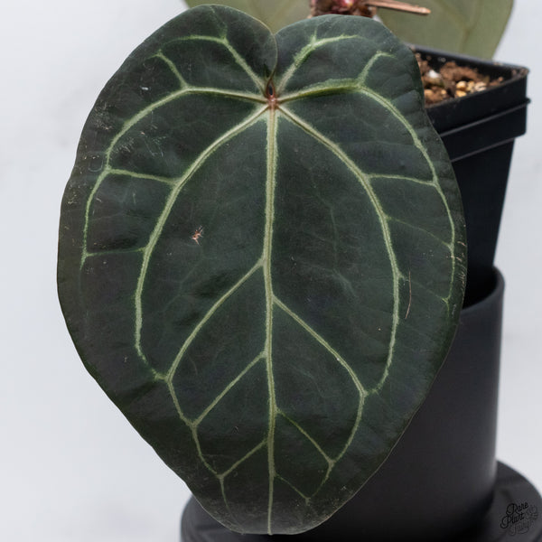 Anthurium Red Velvet Cake '24' x Home, Sweet Home '32' by DocBlock® *Very Dark* (wk32-S)