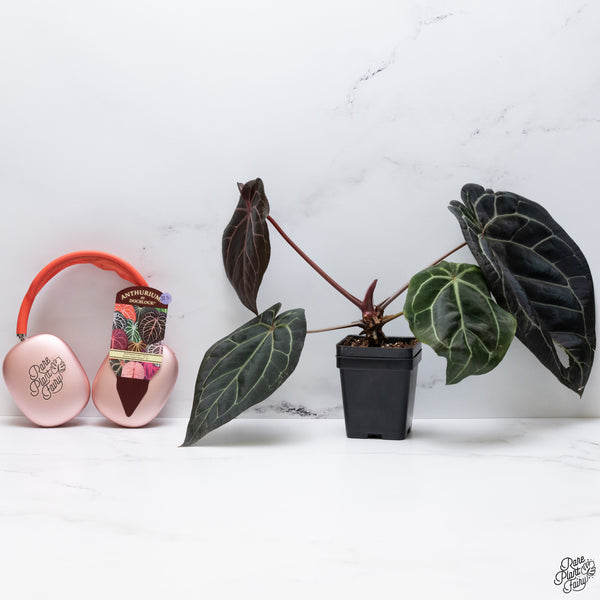 Anthurium Red Velvet Cake '24' x Home, Sweet Home '32' by DocBlock® *Very Dark* (wk32-S)