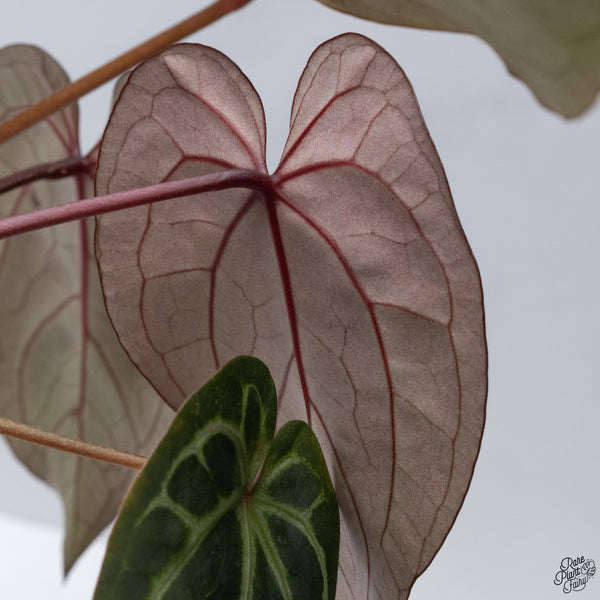 Anthurium Red Velvet Cake '24' x Home, Sweet Home '32' by DocBlock® *Very Dark* (wk33-F)